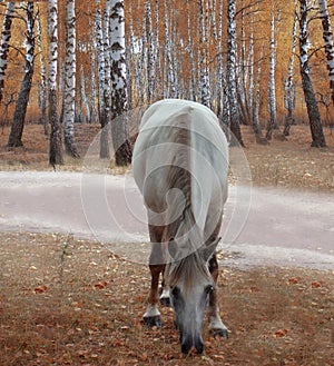 white horse in the autumn forest. horse in the autumn forest.