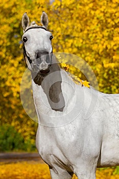 White horse in autumn park