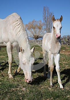 White horse and baby foal standing together