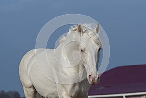 White horse on the background of blue sky and red roof