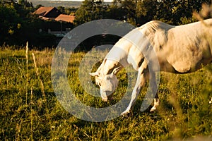 White horse on the background of an orange sun in a foggy field in the morning