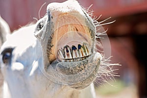 White Horse Baring Its Teeth photo