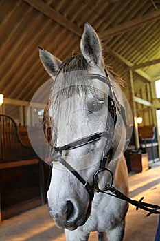 White horse in a barn