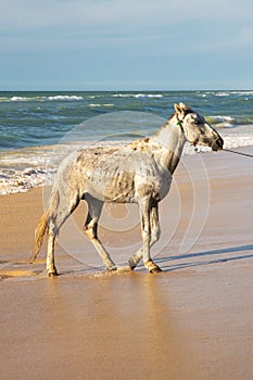 White horse on beach in Senegal