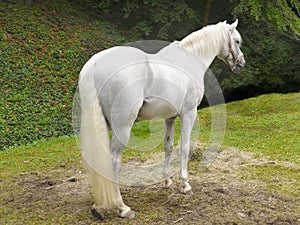 White Horse