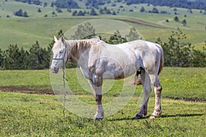 White horse with big penis grazing tethered