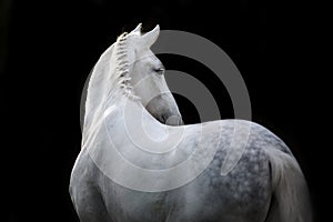 White horse on black