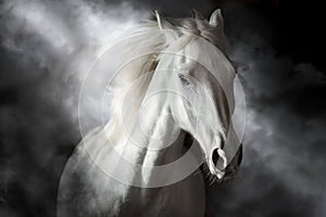 White horse on black