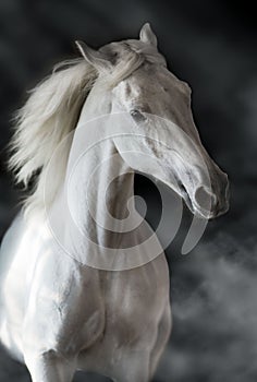 White horse on black