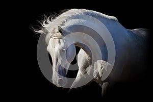 White horse on black