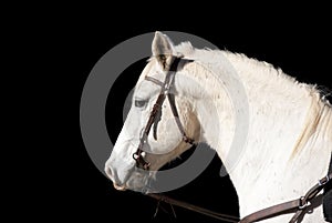 White horse on black background