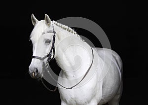 White horse black background glitter bridle