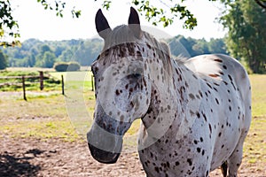 White horse with black dots