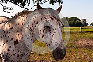 White horse with black dots portrait