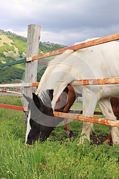 White Horse with black head at the stables in the mountains.