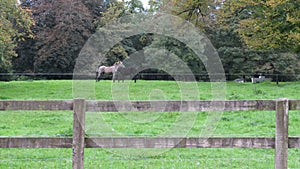 Horses Necking on a field of grass photo