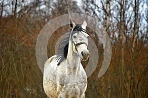 White horse with black mane