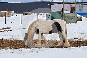 A white horse with black spots grazes on the background of a house under construction