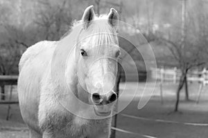 White horse black and white.