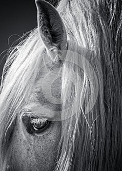 White Horse Black and White Art Portrait