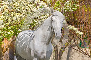 White horse in blossom
