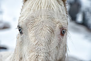 White horse blue eye