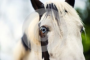 White horse with blue eyes