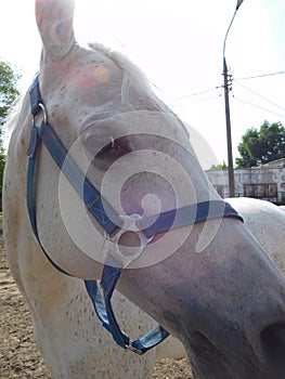 White horse in blue halter