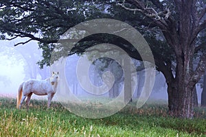 White Horse in the Blue Mist