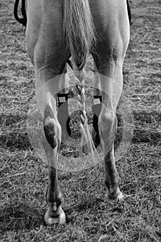 White horse with a braid tail