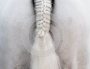 White horse: a braid tail