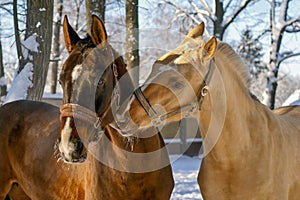 White Horse and brown Horse