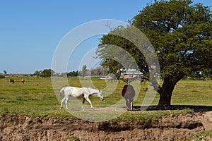 White horse brown horse conquest