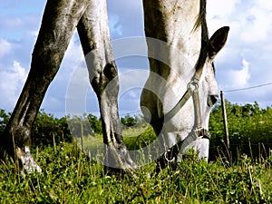 white horse browsing