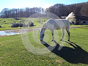 White horse in a bucolic landscape