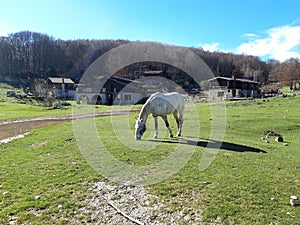 White horse in a bucolic landscape