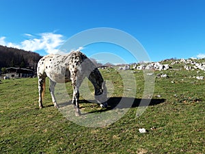 White horse in a bucolic landscape