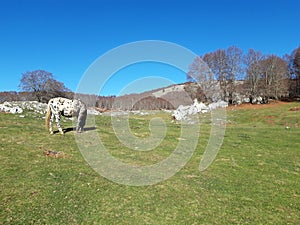 White horse in a bucolic landscape