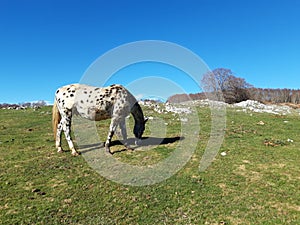 White horse in a bucolic landscape photo