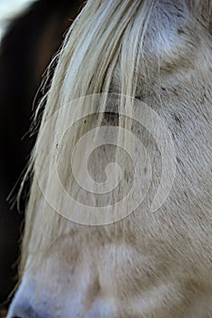 White horse of Camargue