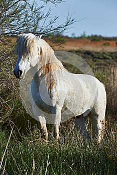 White horse of Camargue