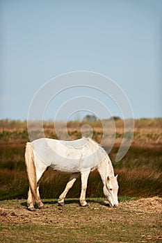 White horse of Camargue