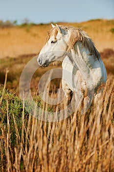 White horse of Camargue