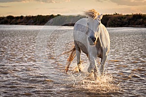 White horse in Camargue, France