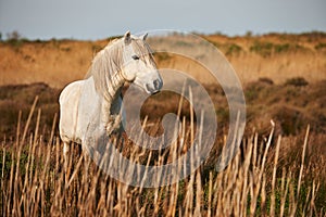 White horse photo