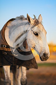 White horse with caparison in the farm yard photo