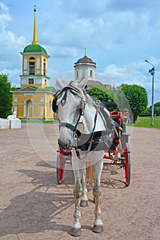 White horse with the carriage at Church of the All-Merciful Saviour in Kuskovo estate in Moscow