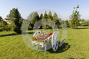 White horse carriage made of wood, placed in the garden for ornamental purposes full of flowers