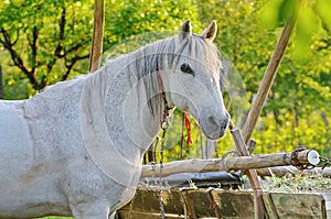 White horse, cart and green background