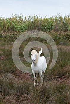 White Horse with a Cattle Egret on Its Back